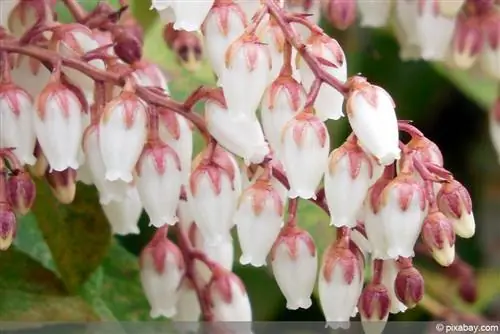 Pieris – Lawendowe Wrzosowisko – Dzwony Cienia