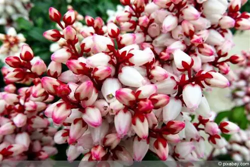 Pieris - lavender heather - shadow bell