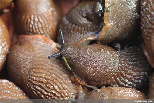 Mousse contre les escargots - c'est ainsi que l'extrait de mousse aide à la défense