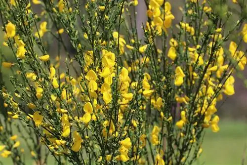 Gorse - broom broom