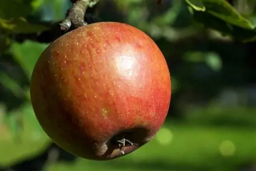 Apple - penalització