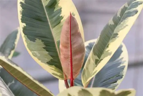 Árbol de caucho - Ficus elastica venenoso