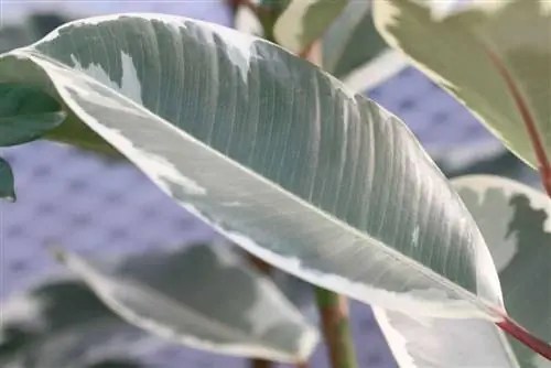 Árbol del caucho - Ficus elastica