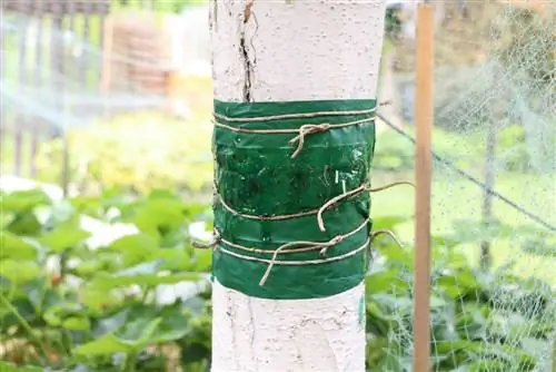 Glue ring on the apple tree