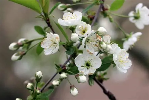 Æbletræet blomstrer ikke - hvad skal man gøre?