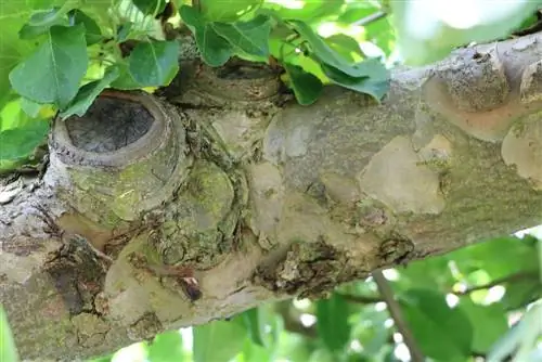 Poda otoñal de árboles y arbustos.