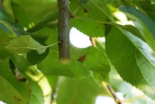 Poda otoñal de arbustos y árboles.