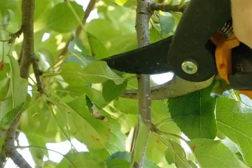 Autumn pruning of shrubs and trees - timing and instructions