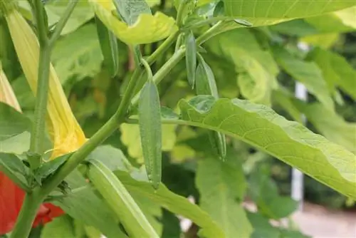 Angel's Trumpet - Brugmansia