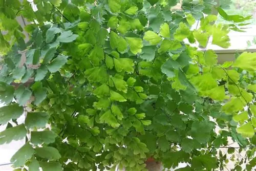 Maidenhair qıjı - Venera saç - Adiantum capillus veneris