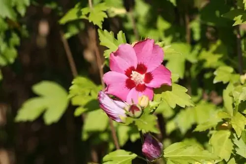 Skär hibiskus på hösten