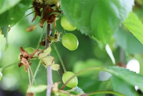 Sladká třešeň - Prunus avium