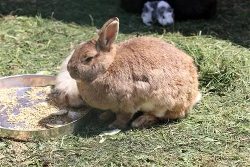 Popular bunny names / rabbit names - male and female