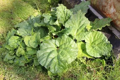 Transplanting rhubarb - the best time to plant - Planting time