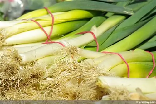 Alho-poró: cultivo correto de plantas - alho-poró de inverno e alho-poró