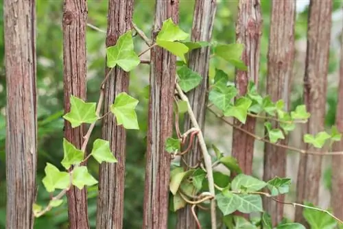 আইভি সঙ্গে পিকেট বেড়া