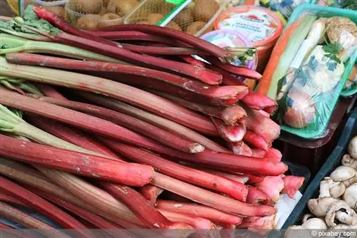 Pagluluto ng rhubarb: pag-iingat nito nang walang labis na pagsisikap