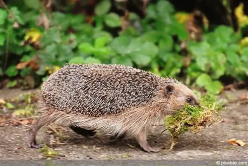 Jenga na usanidi nyumba yako mwenyewe ya hedgehog - kwa maagizo haya