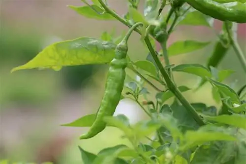 Groei van peperplante uit sade - instruksies tot oes