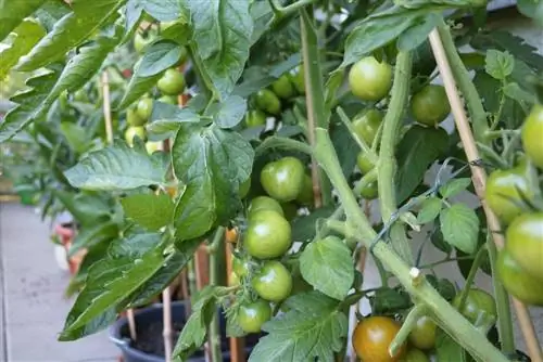 Paradižnik - Solanum lycopersicum