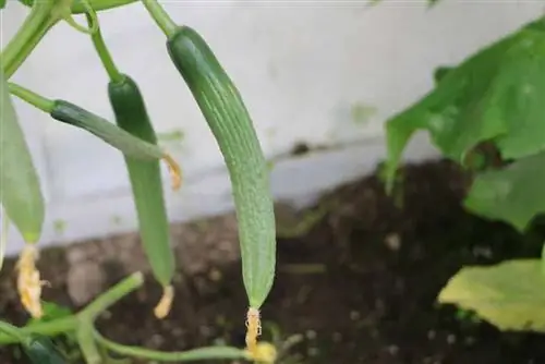 Growing cucumbers