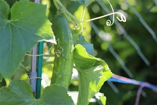 Growing cucumber plants