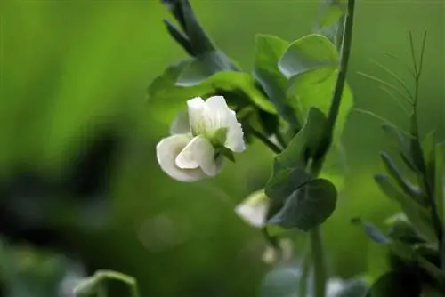 Kacang polong - Pisum sativum