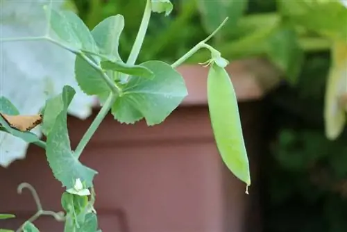 Kacang polong - Pisum sativum