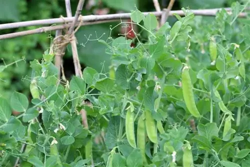 Peas - Pisum sativum