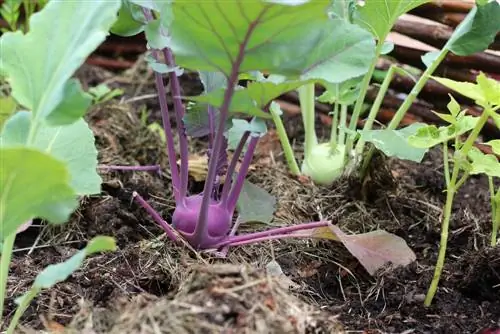 Kålrabi planter