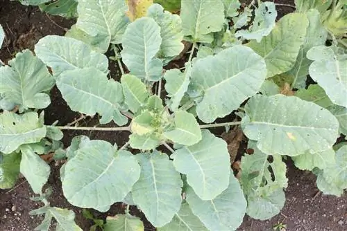 Kohlrabi բույսեր