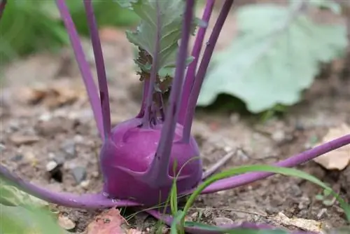 Φυτά Kohlrabi: σπορά, φροντίδα, χρόνος συγκομιδής και αποθήκευση