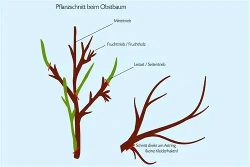 Potatura delle piante sul ciliegio