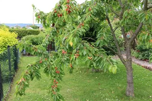 Pruning cherry tree