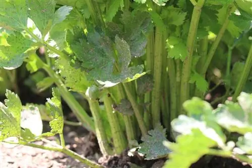 Mabua ya celery - Apium graveolens