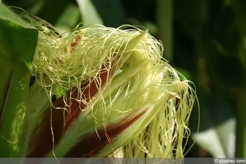 jagung