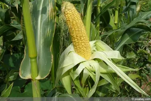 Menanam jagung manis - jagung manis dari menyemai hingga menuai