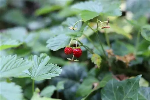 Coltivazione di fragole mensili: cura, propagazione e svernamento