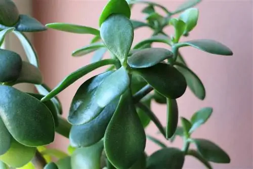 L'arbre à argent est-il toxique ? C'est quelque chose à garder à l'esprit avec le penny tree