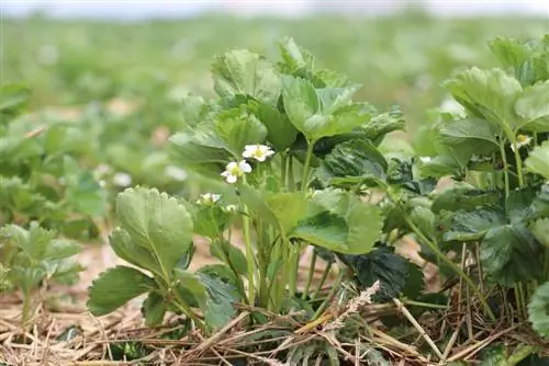 Plante de căpșuni