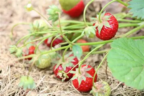 Ang mga strawberry ay malusog at masarap