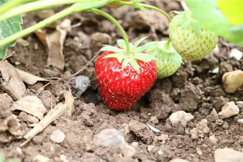 Las fresas son saludables: todo sobre valores nutricionales, vitaminas y calorías