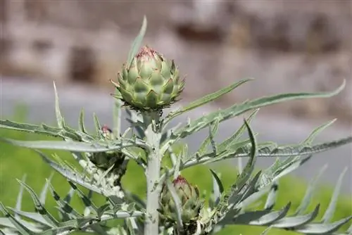 کنگر فرنگی - Cynara cardunuculus