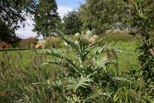 Artichoke - Cynara cardunuculus