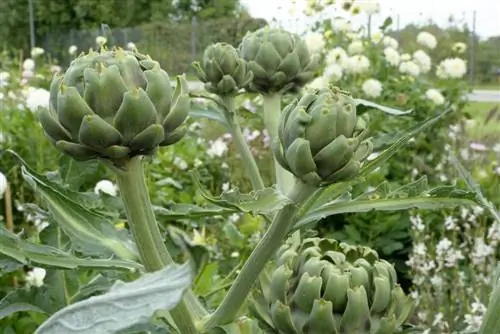 Artichokes - Cynara cardunuculus