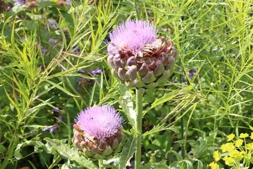 Artisjokplanten oogsten - wanneer zijn ze klaar om te oogsten?