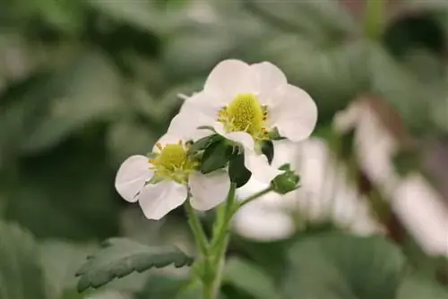 Les maduixes floreixen