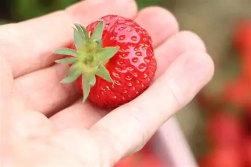 Nagtatanim ng mga strawberry sa kahon ng bulaklak - mga tagubilin + perpektong uri