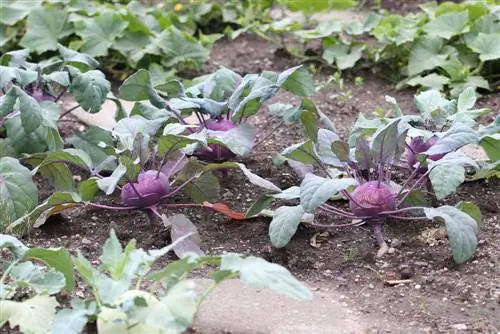 Kohlrabi