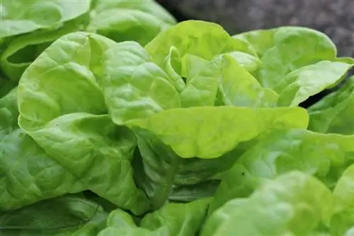 Txiav lettuce - lettuce